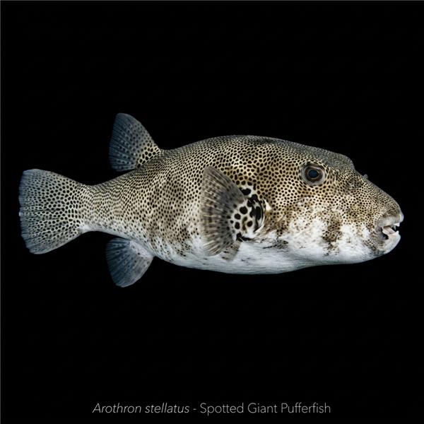 فرشته ماهی کورال بیوتی coral beauty angelfish
