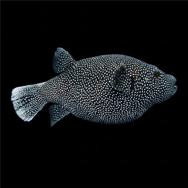 فرشته ماهی کورال بیوتی coral beauty angelfish