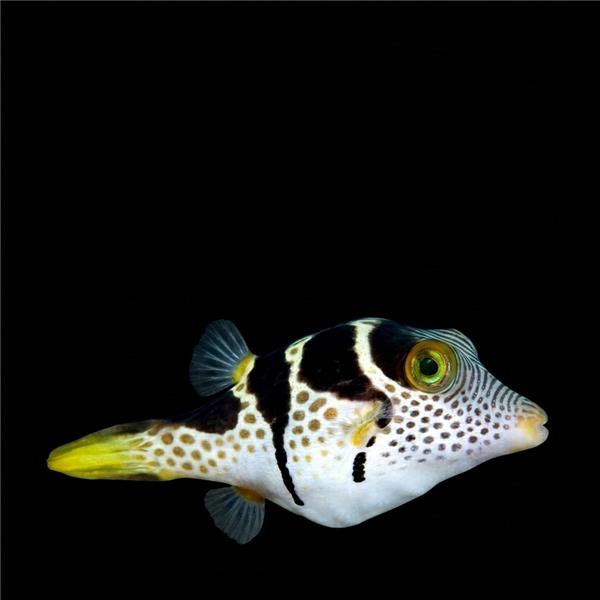 فرشته ماهی کورال بیوتی coral beauty angelfish