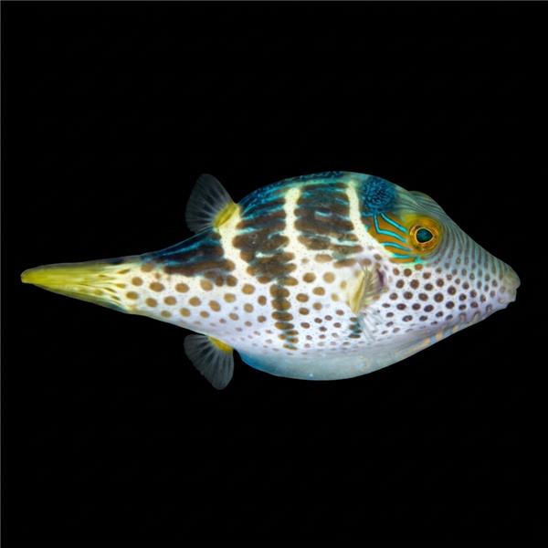 فرشته ماهی کورال بیوتی coral beauty angelfish