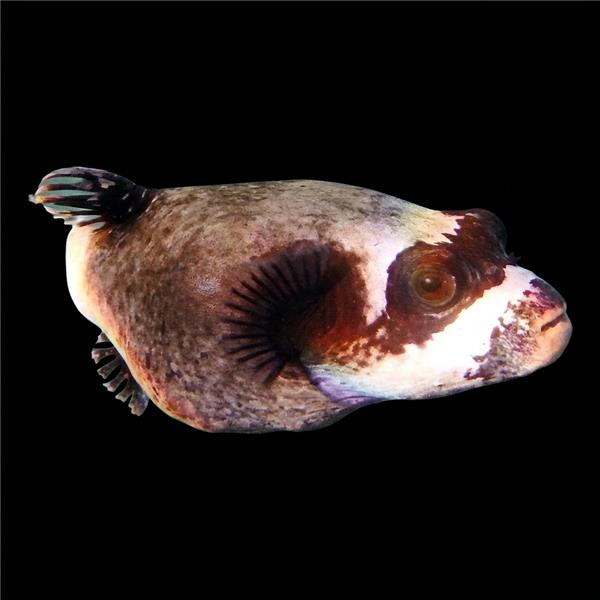 فرشته ماهی کورال بیوتی coral beauty angelfish