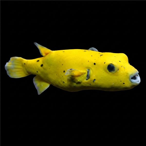 فرشته ماهی کورال بیوتی coral beauty angelfish