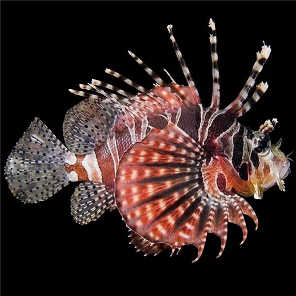 فرشته ماهی کورال بیوتی coral beauty angelfish