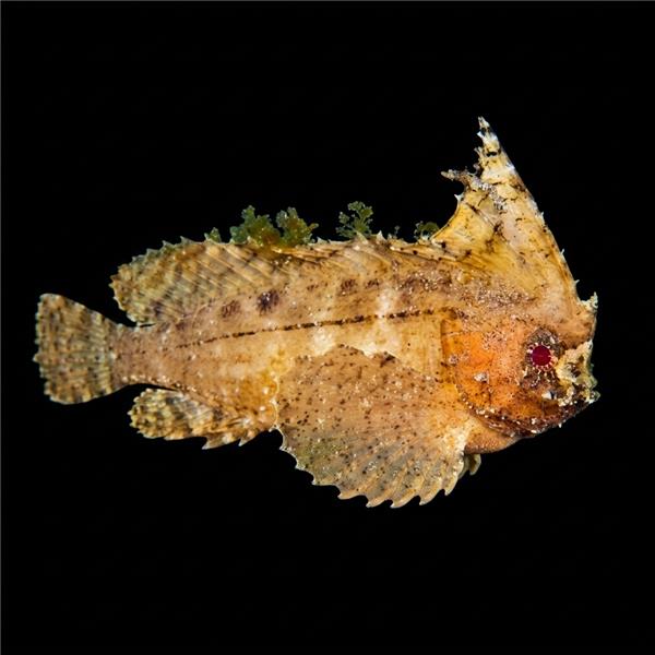 فرشته ماهی کورال بیوتی coral beauty angelfish