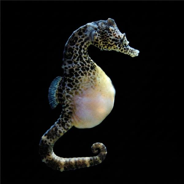 فرشته ماهی کورال بیوتی coral beauty angelfish
