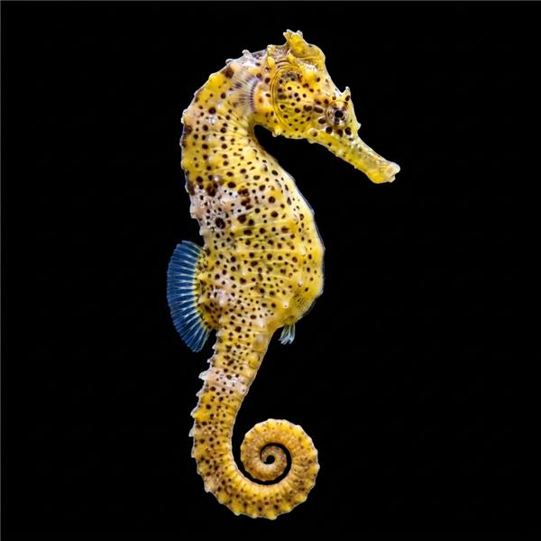 فرشته ماهی کورال بیوتی coral beauty angelfish
