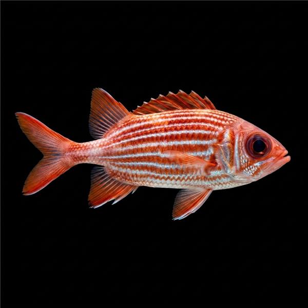 فرشته ماهی کورال بیوتی coral beauty angelfish