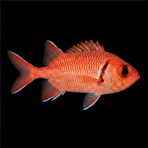 فرشته ماهی کورال بیوتی coral beauty angelfish