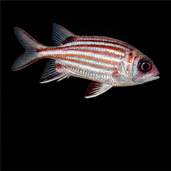 فرشته ماهی کورال بیوتی coral beauty angelfish