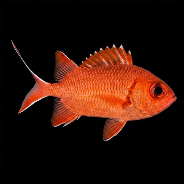 فرشته ماهی کورال بیوتی coral beauty angelfish