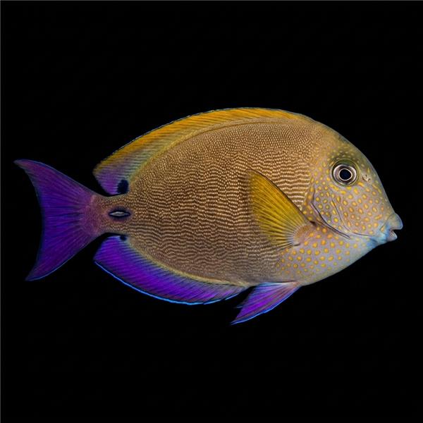 فرشته ماهی کورال بیوتی coral beauty angelfish