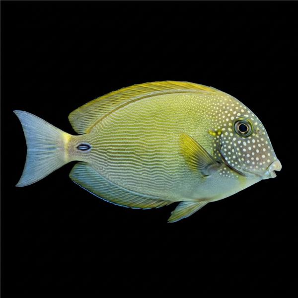 فرشته ماهی کورال بیوتی coral beauty angelfish