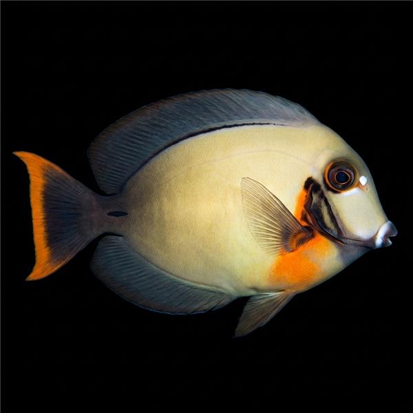 فرشته ماهی کورال بیوتی coral beauty angelfish