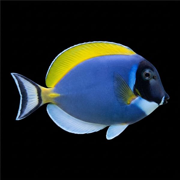 فرشته ماهی کورال بیوتی coral beauty angelfish