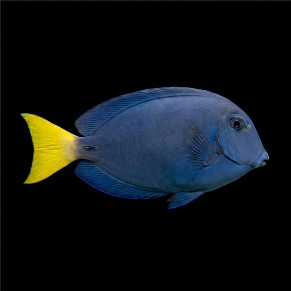 فرشته ماهی کورال بیوتی coral beauty angelfish