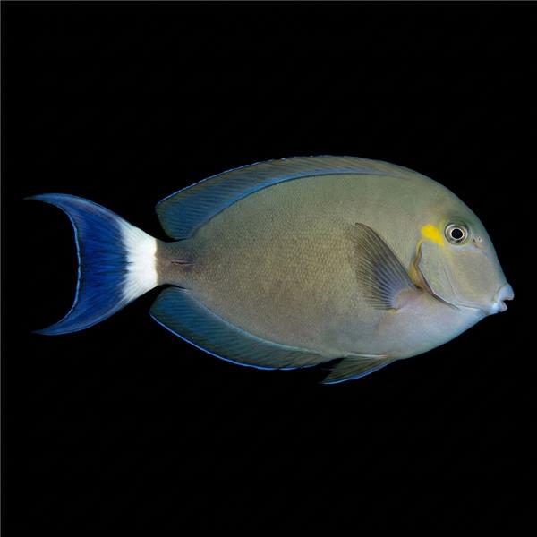 فرشته ماهی کورال بیوتی coral beauty angelfish