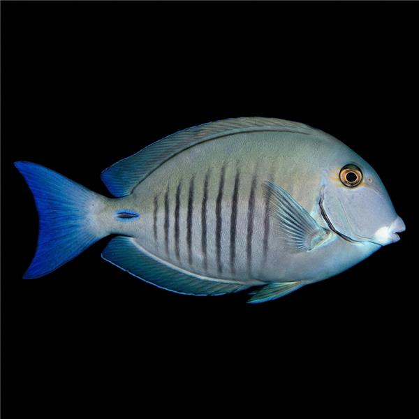 فرشته ماهی کورال بیوتی coral beauty angelfish