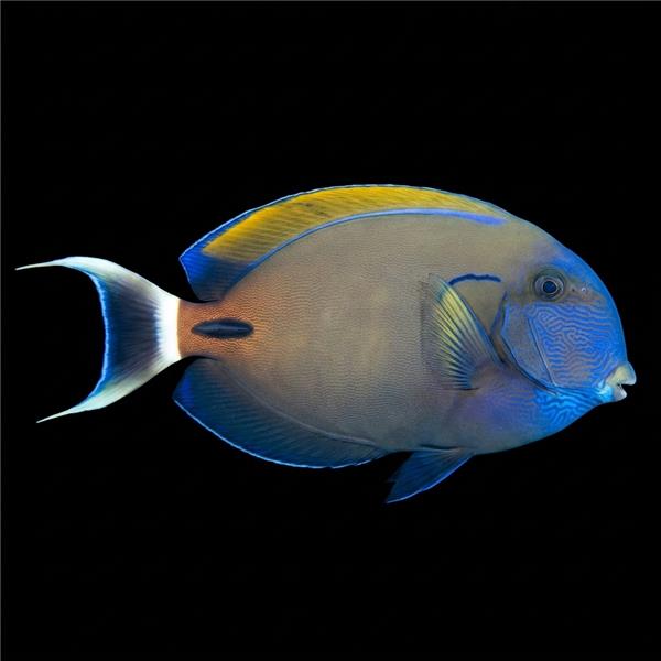 فرشته ماهی کورال بیوتی coral beauty angelfish