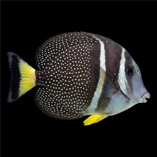 فرشته ماهی کورال بیوتی coral beauty angelfish
