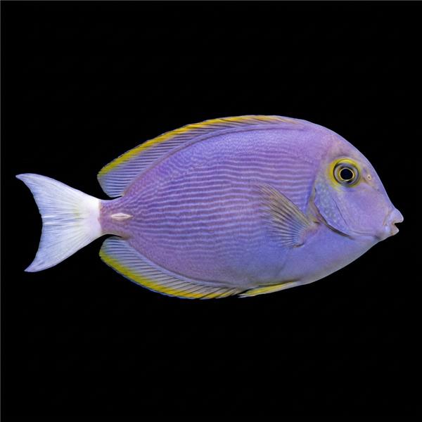 فرشته ماهی کورال بیوتی coral beauty angelfish