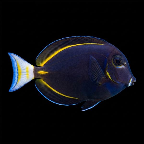 فرشته ماهی کورال بیوتی coral beauty angelfish