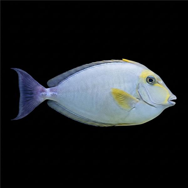 فرشته ماهی کورال بیوتی coral beauty angelfish