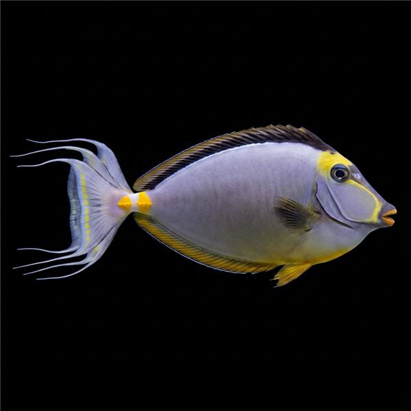 فرشته ماهی کورال بیوتی coral beauty angelfish
