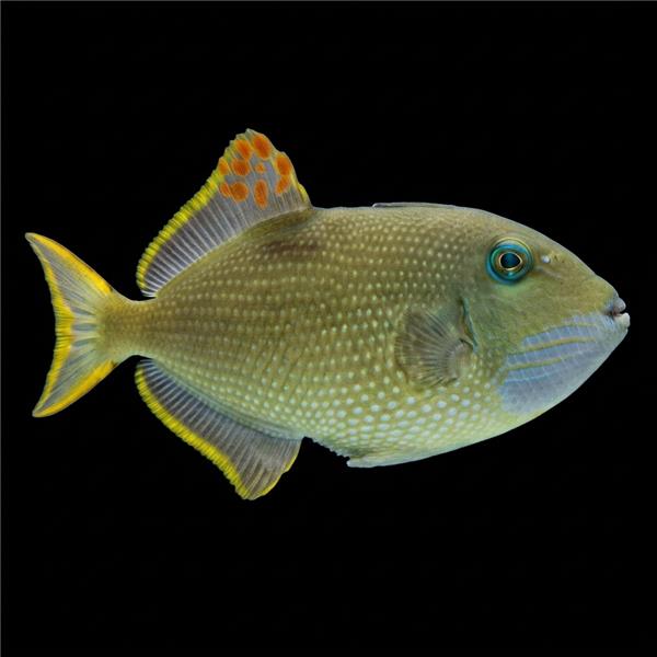 فرشته ماهی کورال بیوتی coral beauty angelfish