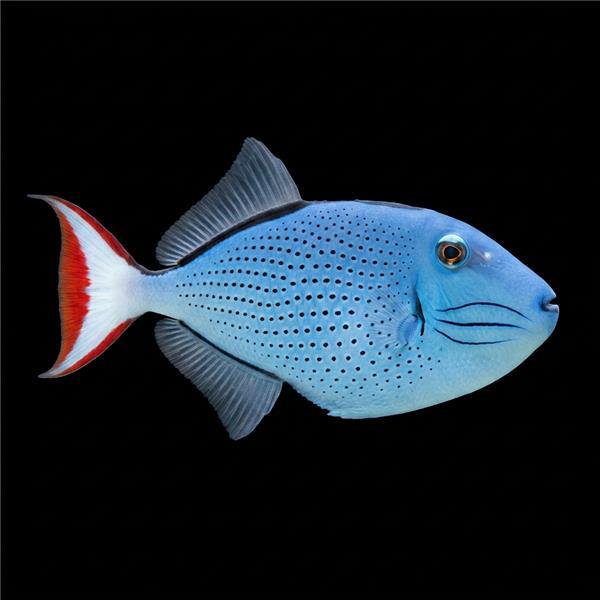 فرشته ماهی کورال بیوتی coral beauty angelfish