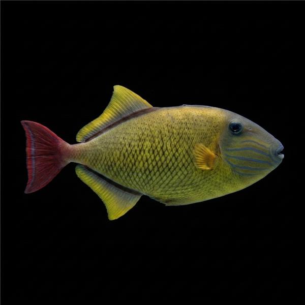 فرشته ماهی کورال بیوتی coral beauty angelfish