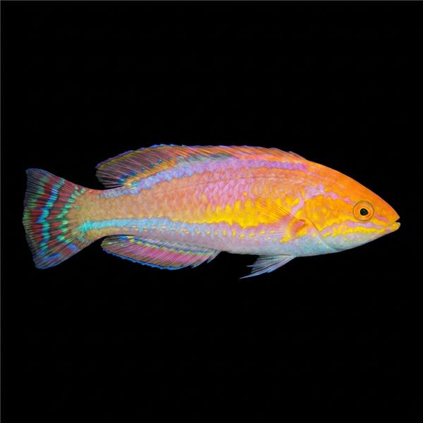 فرشته ماهی کورال بیوتی coral beauty angelfish