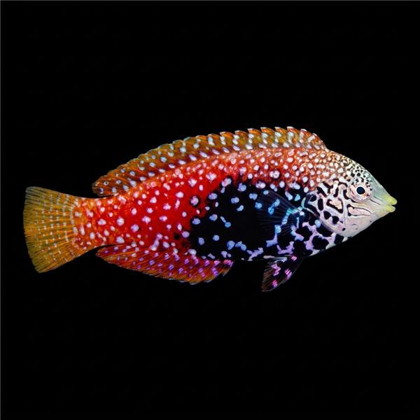 فرشته ماهی کورال بیوتی coral beauty angelfish