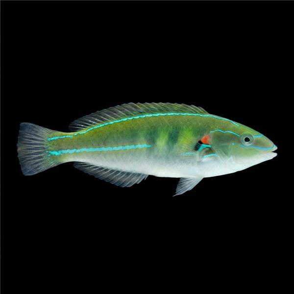 فرشته ماهی کورال بیوتی coral beauty angelfish