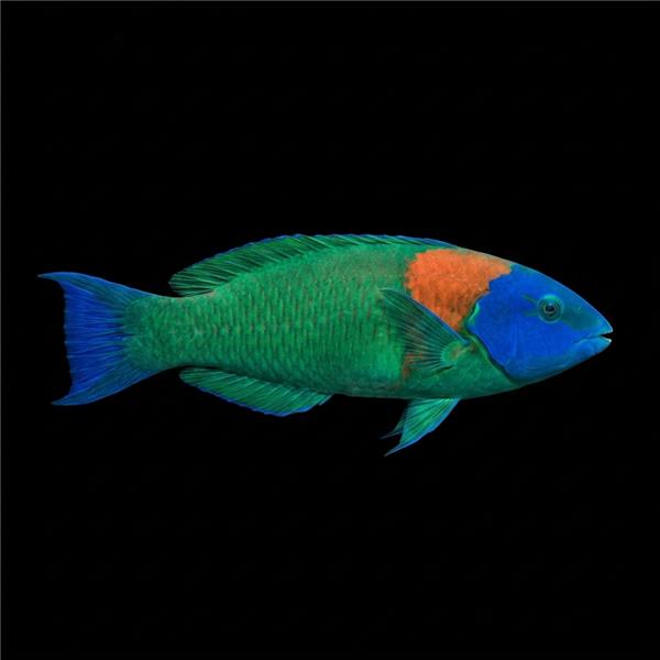 فرشته ماهی کورال بیوتی coral beauty angelfish