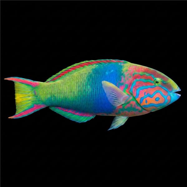فرشته ماهی کورال بیوتی coral beauty angelfish