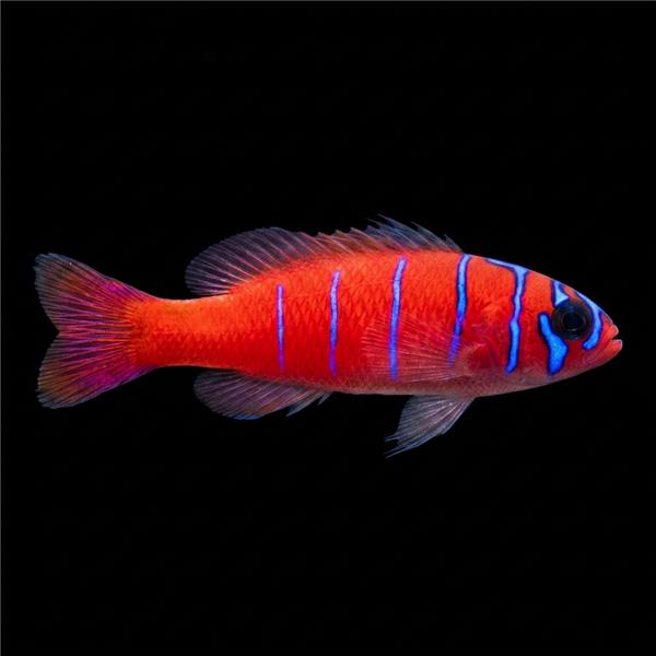 فرشته ماهی کورال بیوتی coral beauty angelfish