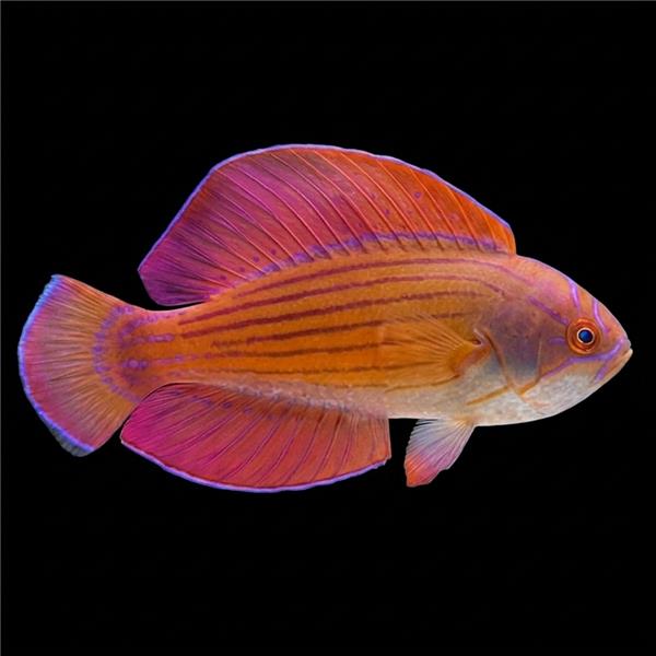 فرشته ماهی کورال بیوتی coral beauty angelfish