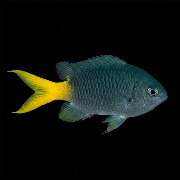 فرشته ماهی کورال بیوتی coral beauty angelfish