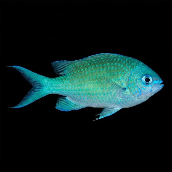 فرشته ماهی کورال بیوتی coral beauty angelfish