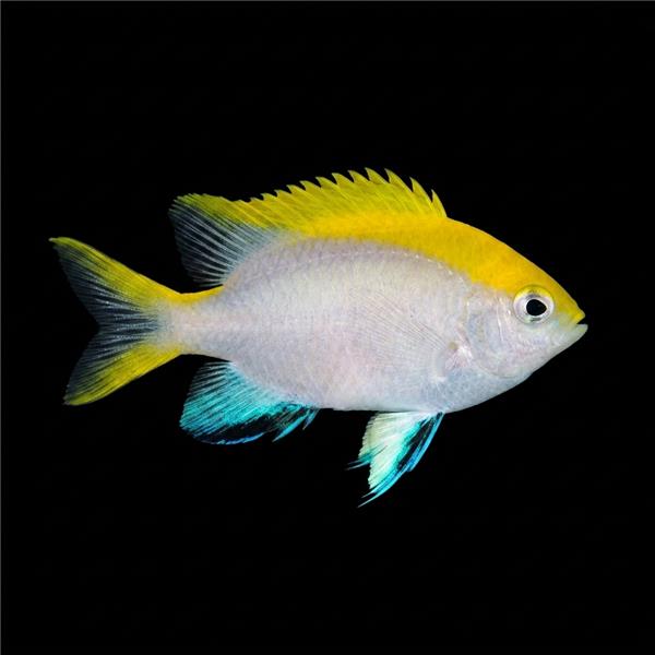فرشته ماهی کورال بیوتی coral beauty angelfish