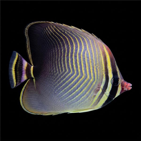فرشته ماهی کورال بیوتی coral beauty angelfish