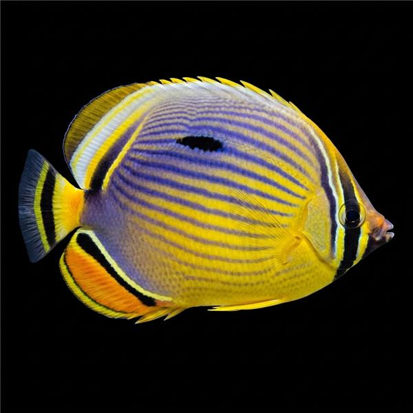 فرشته ماهی کورال بیوتی coral beauty angelfish