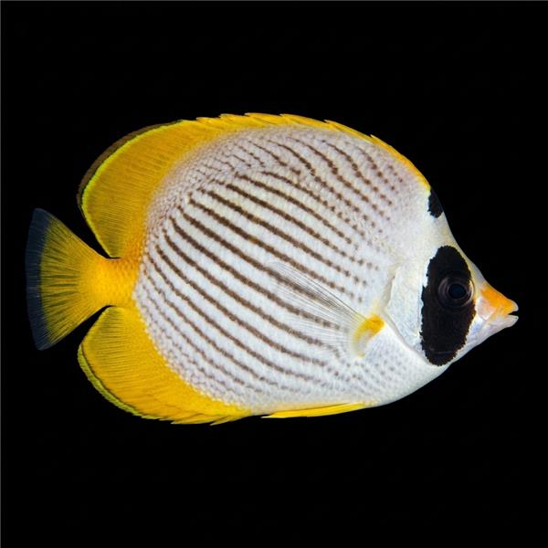 فرشته ماهی کورال بیوتی coral beauty angelfish