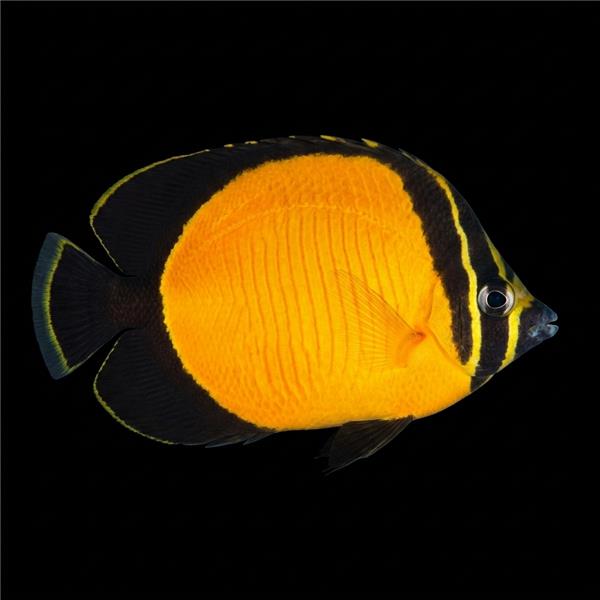 فرشته ماهی کورال بیوتی coral beauty angelfish