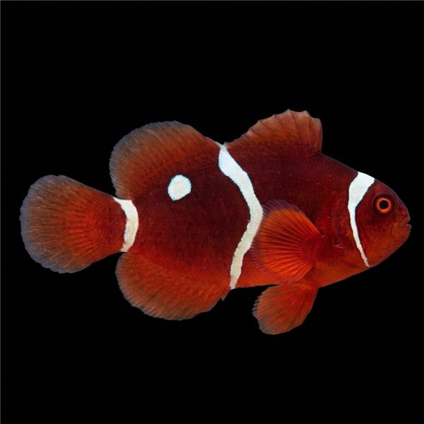 فرشته ماهی کورال بیوتی coral beauty angelfish