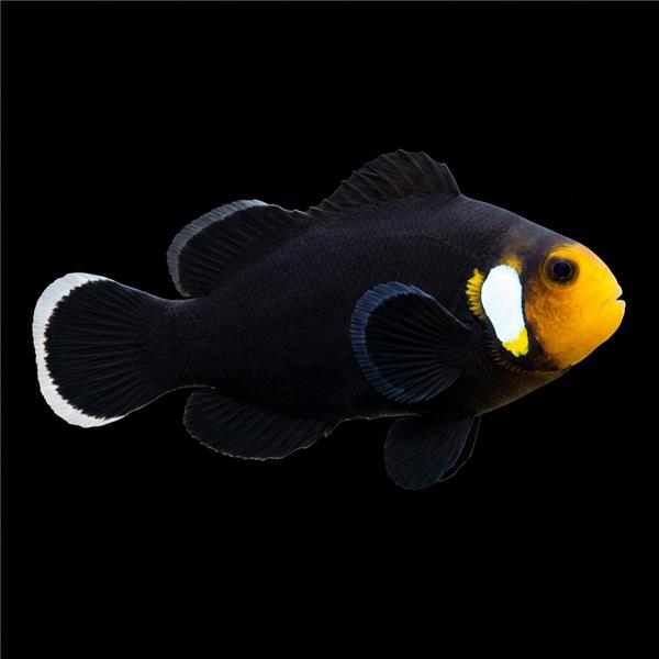 فرشته ماهی کورال بیوتی coral beauty angelfish