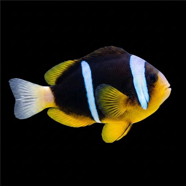 فرشته ماهی کورال بیوتی coral beauty angelfish