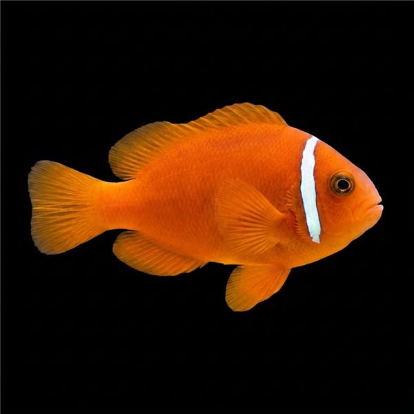 فرشته ماهی کورال بیوتی coral beauty angelfish