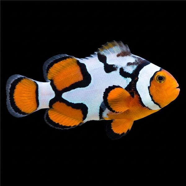 فرشته ماهی کورال بیوتی coral beauty angelfish