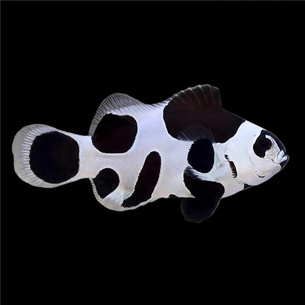 فرشته ماهی کورال بیوتی coral beauty angelfish